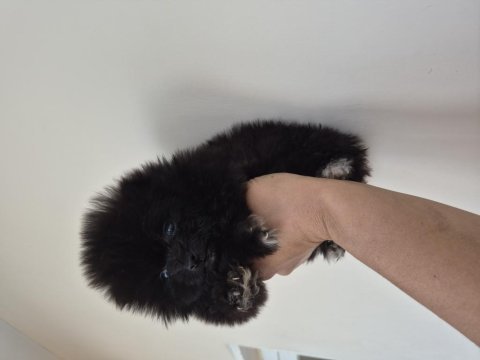 Pomeranian boo yavrular