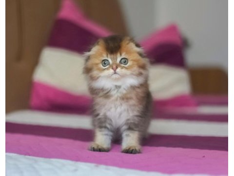 Scottish fold erkek ny25