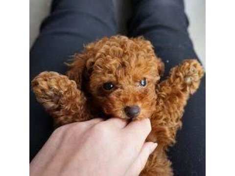Toy poodle bebeklerimiz
