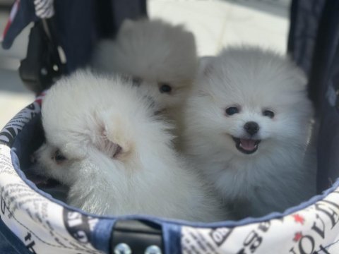 Ultra kalite pomeranian yavrularımız