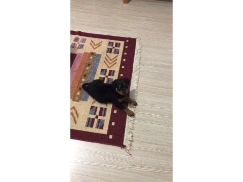70 günlük rottweiler