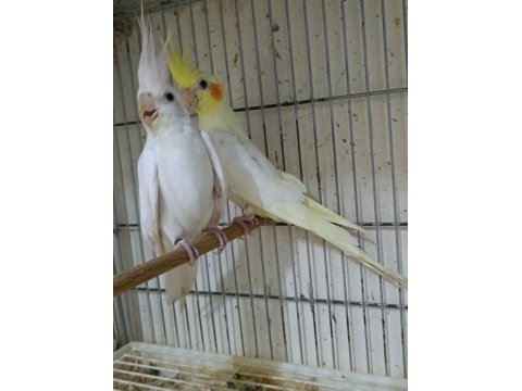 Dişi albino sultan papağanı 1 yaşına yakın
