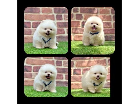 2.5 aylık pomeranian boo ayı surat yavrular