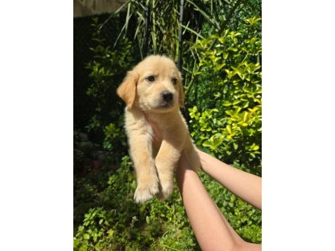 Orjinal golden retriever