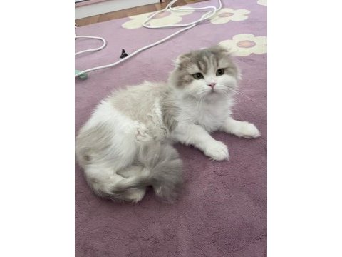 Dişi british longhair kedimiz sahiplendirilecektir