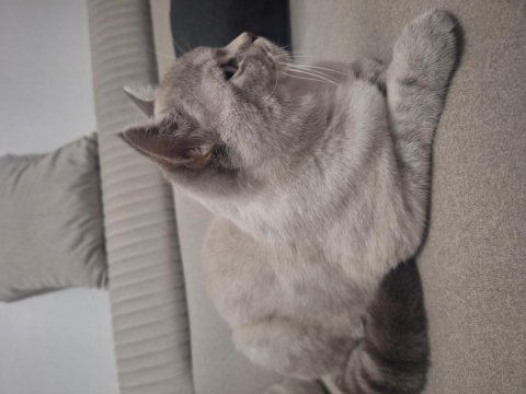 British shorthair 10 aylık erkek