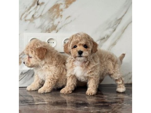 Maltipoo bebek surat ultra mini yavrularımız