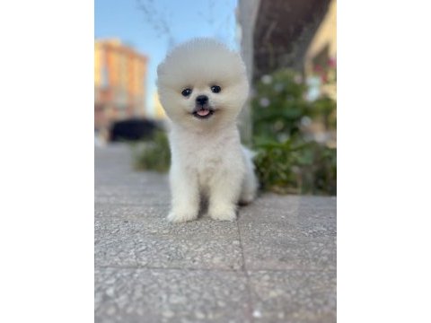 Orjinal pomeranian boo köpekler