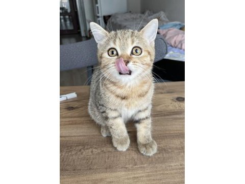 3 aylık british dişi kedi