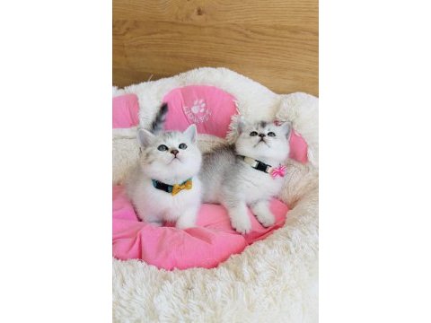 Show kalite silver bicolor scotısh bebekleirm 