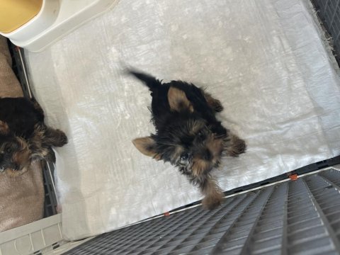 Safkan yorkshire terrier teslime hazır