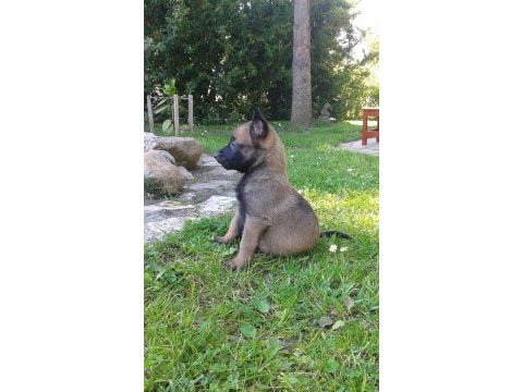 Belçika malinois yavruları