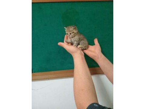 British shorthair yavrular 40 günlükler