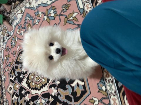 Pomeranian boo erkek