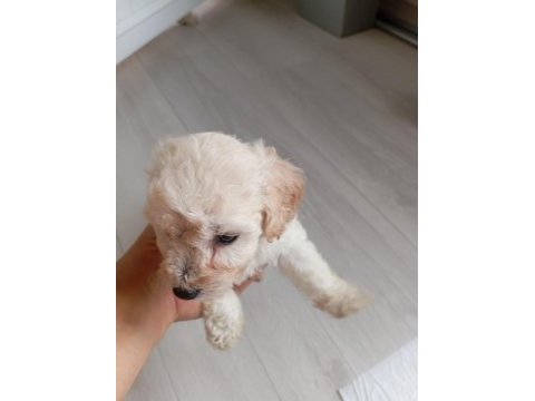 2 aylık maltipoo kaliteli yavru