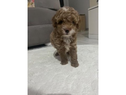 Minik poodle oğlum