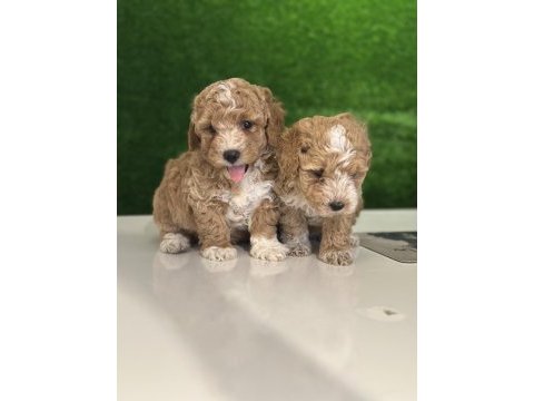 Üst kalite maltipoo