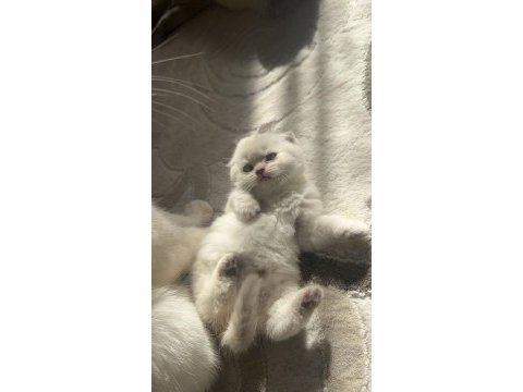 Scottish fold yavrular a kalite