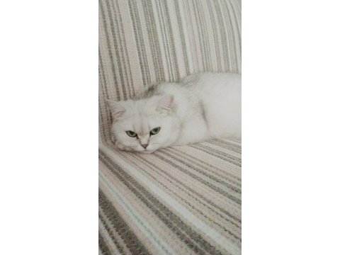 Ücretsiz sahiplendirme 15 aylık british shorthair