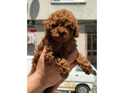 Toy poodle köpeği