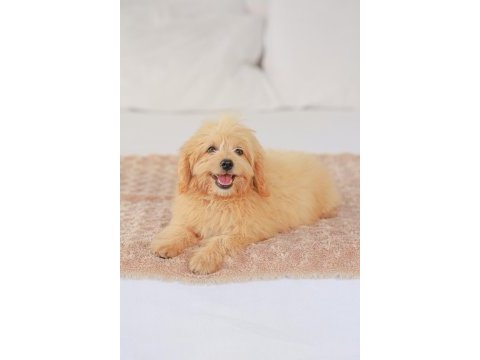 Dişi maltipoo yavrumuz yeni yuvasını arıyor