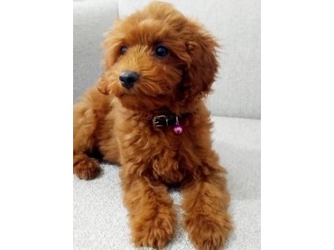 Tarçın rengi poodle erkek