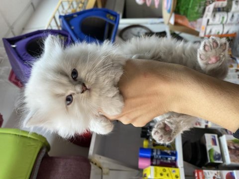 Çok özel gold british longhair yavrularımız 