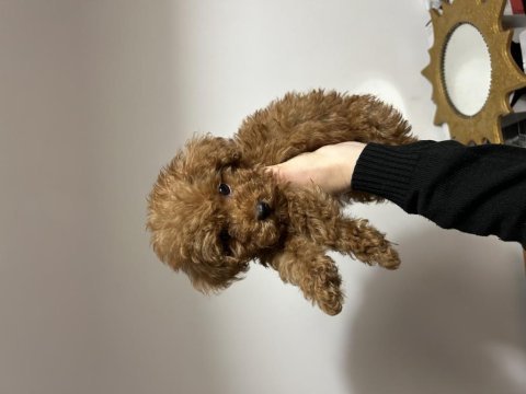 2 aylık yavru toy poodle