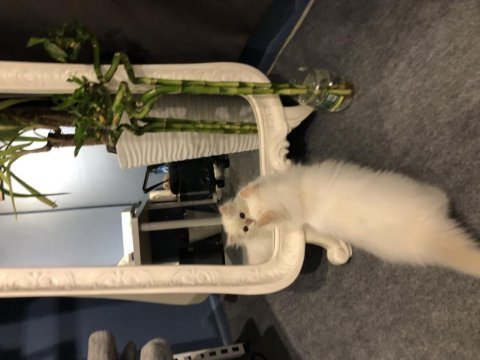 British longhair ay 1133 dişi