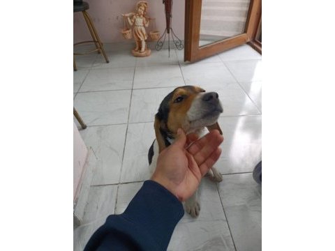 Ücretsiz jack russell