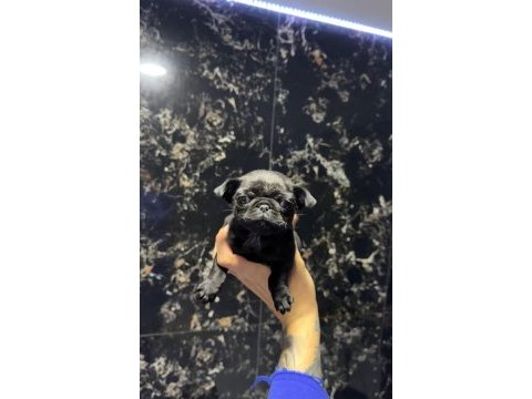 Safkan pug bebekler - ırk ve sağlık garantili - belgeli