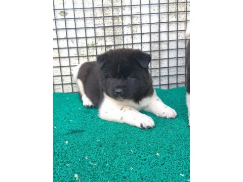 Orjinal amerikan akita yavrular