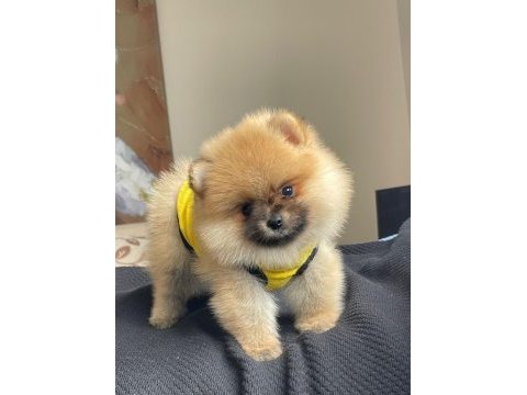 Anne altından pomeranian boo yavrularımız