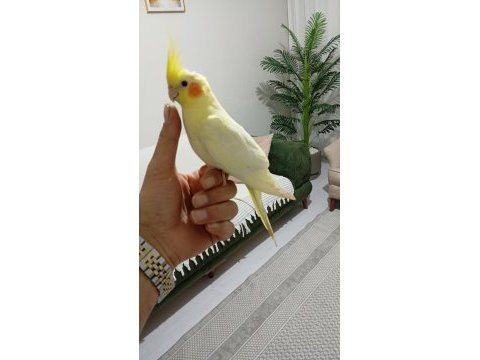 Uyguna ele alışkın sultan papağanı yavrular