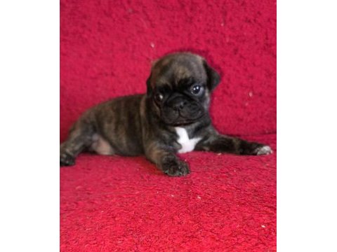 Egzotik renk pug mops