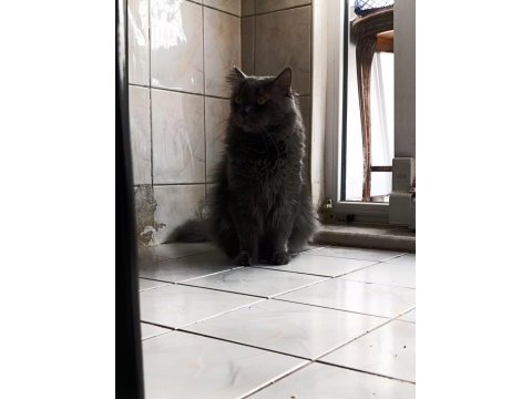 British longhair 4 yaşında