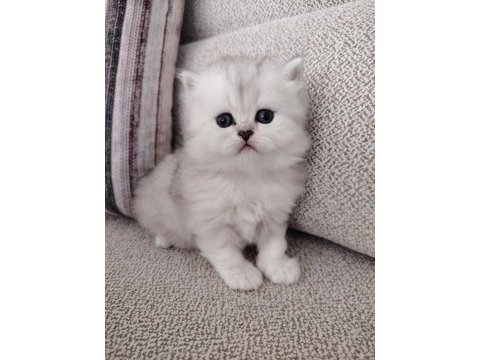 Kar beyazı british longhair yavrular