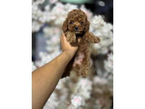 A kalite ırk sağlık garantili maltipoo yavruları