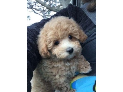 Enerjik maltipoo bebekler