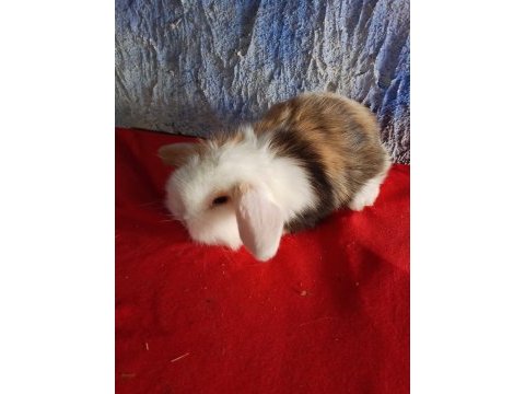 Teddy lop tavşan yavrular mavi göz