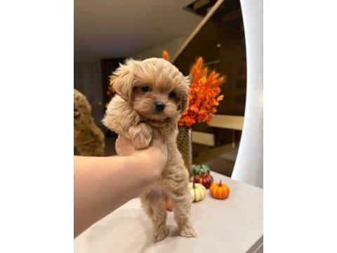 Korean maltipoo yavru