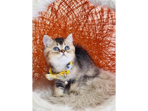 British shorthair black golden yavru