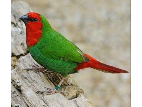 Parrot ispinozu
