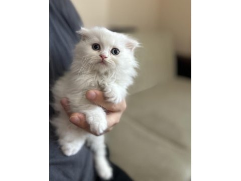 45 günlük scottish fold bebekler