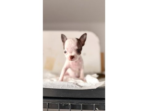 Xs teacup orjinal chihuahua bebekler