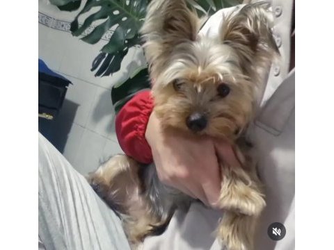 Terrier (yorkshire)