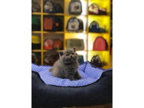Gri brıtısh shorthair yavrularım 