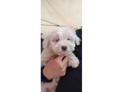Sahiplendirme maltese köpeğimiz