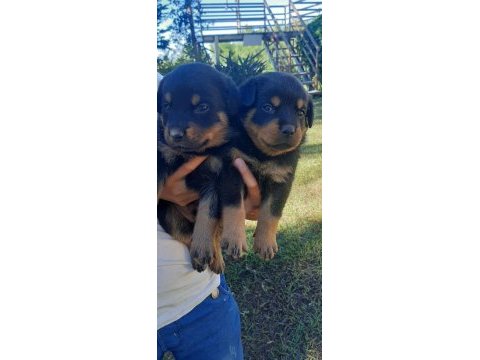 Üst segment sağlık ırk garantili rottweiler