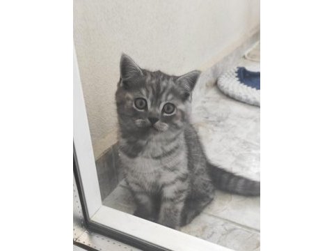 British shorthair kedimiz